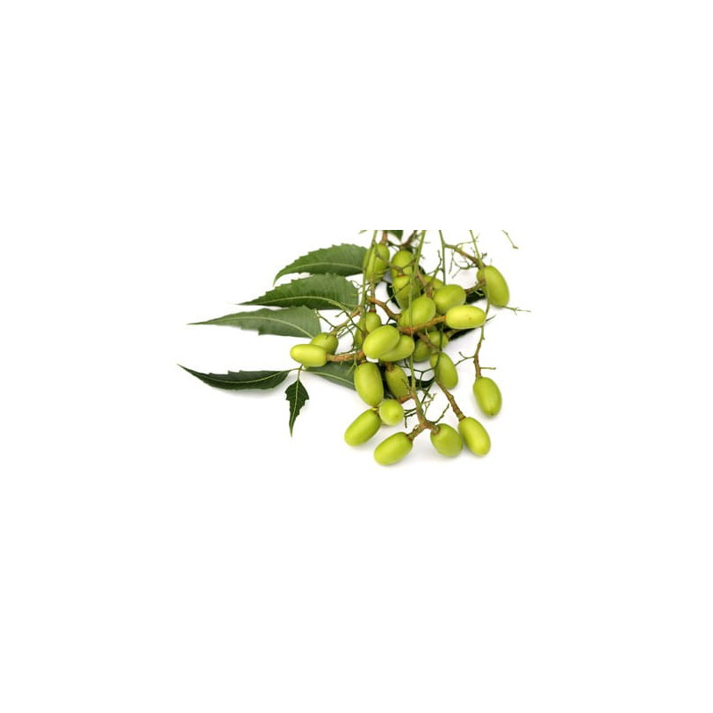 Olej z Miodli Indyjskiej (neem), nierafinowany, tłoczony na zimno, 100 ml, Esent