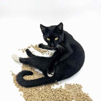 Biodegradowalny żwirek dla kota z łusek owsa, z biowęglem, 7 l, Animalife